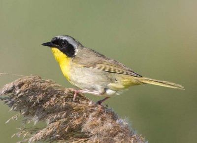 CommonYellowthroat55.jpg