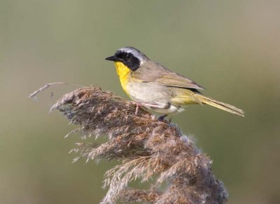 CommonYellowthroat58.jpg