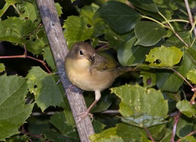 CommonYellowthroat60.jpg