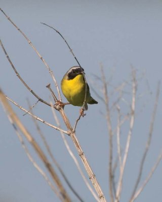 CommonYellowthroat63.jpg