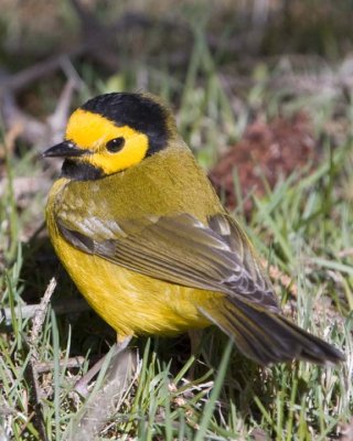 HoodedWarbler25R.jpg