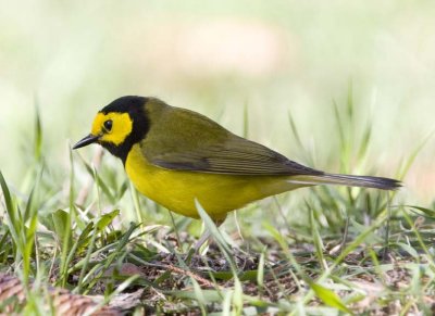 HoodedWarbler32R.jpg