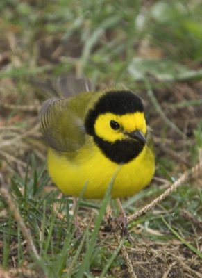 HoodedWarbler34.jpg