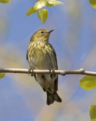 PalmWarbler16.jpg