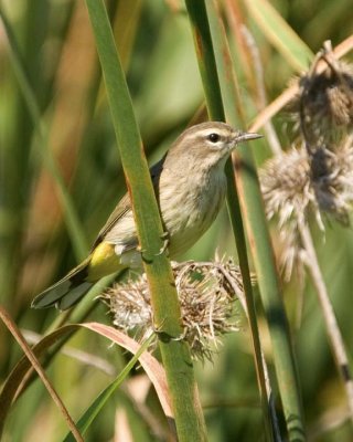 PalmWarbler19.jpg