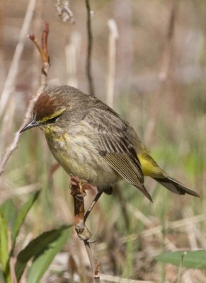 PalmWarbler22.jpg