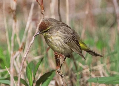 PalmWarbler28.jpg