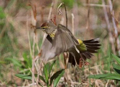 PalmWarbler29.jpg