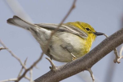 PineWarbler14R.jpg