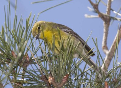 PineWarbler18.jpg