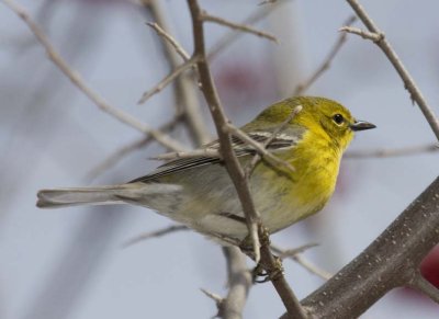 PineWarbler19.jpg