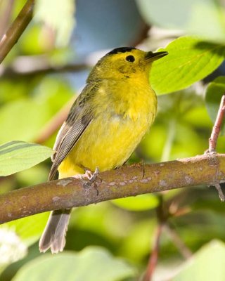 WilsonsWarbler10R.jpg