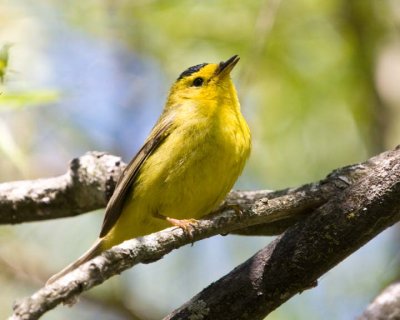 WilsonsWarbler15.jpg