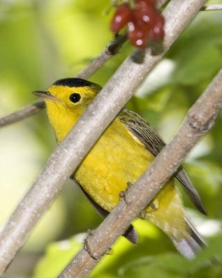 WilsonsWarbler18R.jpg