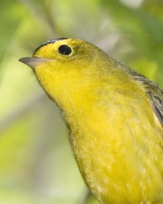 WilsonsWarbler19R.jpg