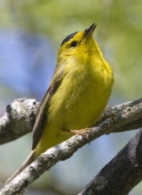 WilsonsWarbler23.jpg