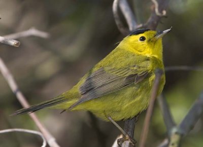 WilsonsWarbler24.jpg