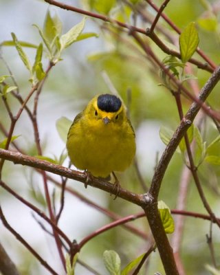 WilsonsWarbler4.jpg