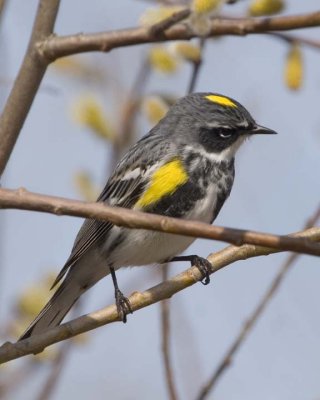 YellowRumpWarbler10.jpg