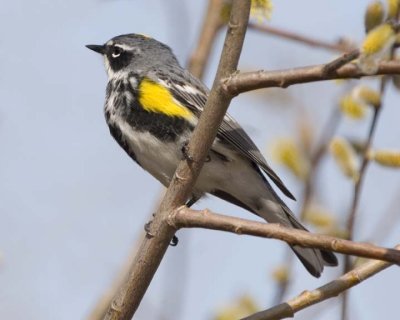 YellowRumpWarbler24.jpg