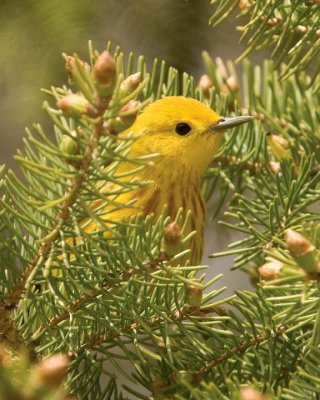 YellowWarbler46.jpg