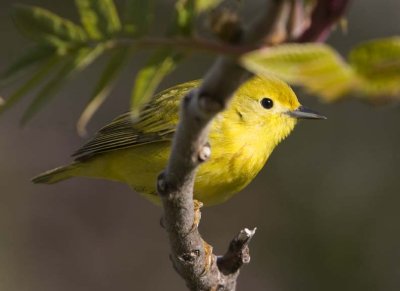 YellowWarbler70R.jpg