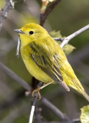 YellowWarbler76R.jpg