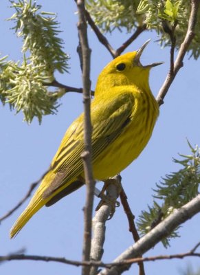 YellowWarbler88.jpg