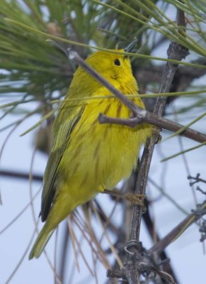 YellowWarbler91.jpg
