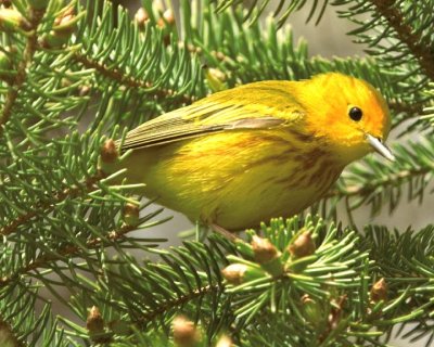 YellowWarbler92.jpg
