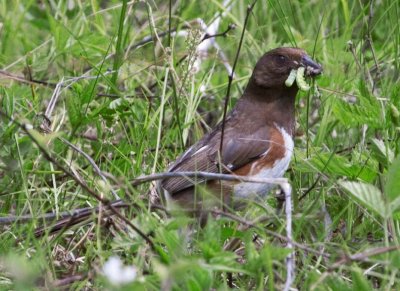 EasternTowhee47.jpg
