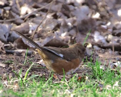 EasternTowhee48.jpg