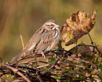 SongSparrow73.jpg