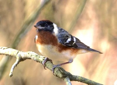 BayBreastedWarbler8.jpg