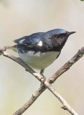 BlackThroatedBlueWarbler27.jpg