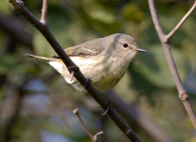 CapeMayWarbler3.jpg