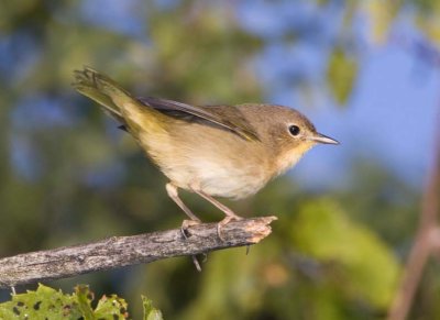CommonYellowthroat71.jpg
