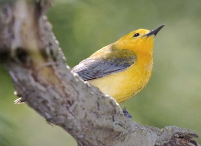 ProthonotaryWarbler10.jpg