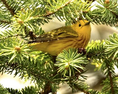 YellowWarbler101.jpg