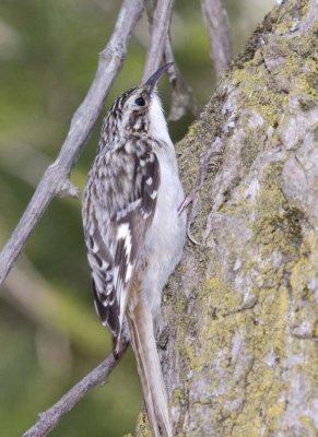 BrownCreeper30R.jpg