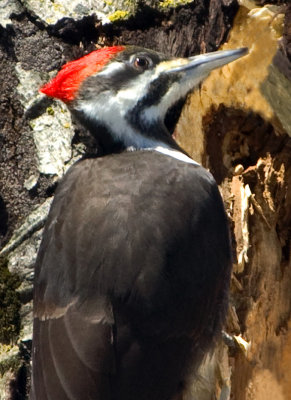 PileatedWoodpecker46.jpg