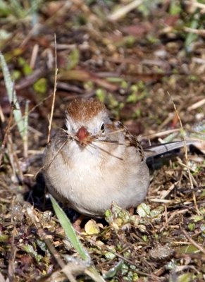 FieldSparrow25.jpg