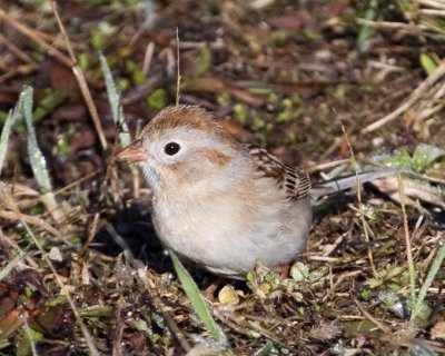 FieldSparrow26.jpg