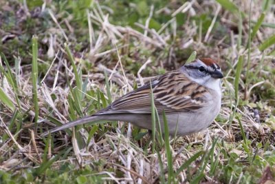 ChippingSparrow27.jpg
