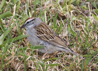 ChippingSparrow28.jpg