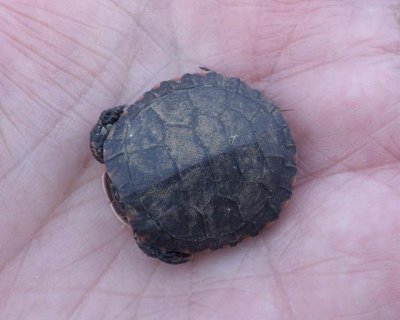 MidlandPaintedHatchling10.jpg