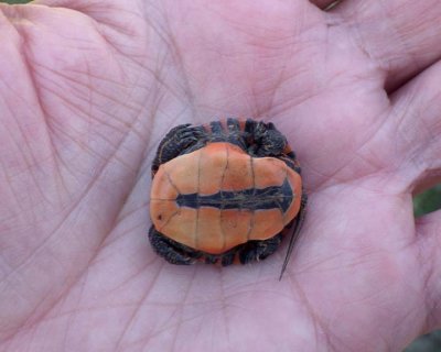 MidlandPaintedHatchling11.jpg