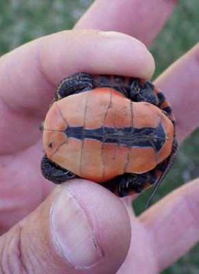 MidlandPaintedHatchling12.jpg