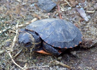 MidlandPaintedHatchling6.jpg