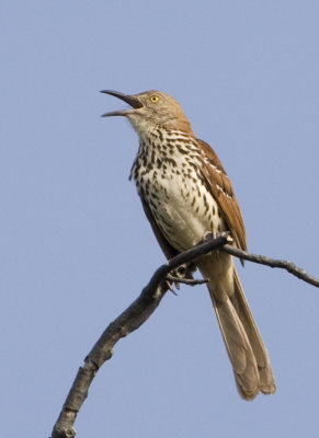 BrownThrasher93.jpg